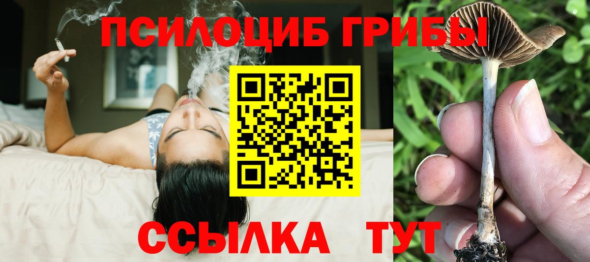 Галлюциногенные грибы Psilocybine cubensis Новодвинск